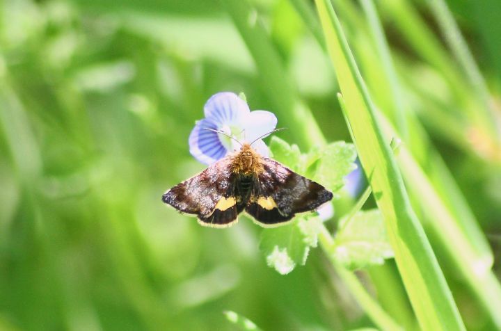 Noctuidae - Panemeria tenebrata